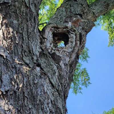 Tree care project image