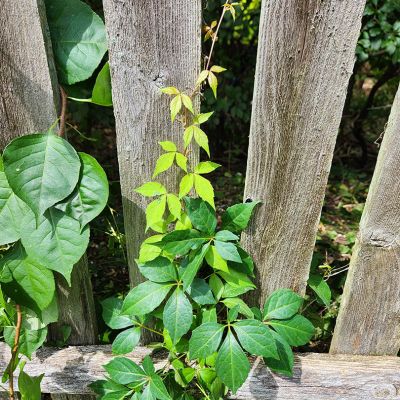 Tree care project image