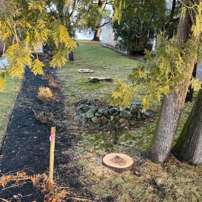 Tree care project image