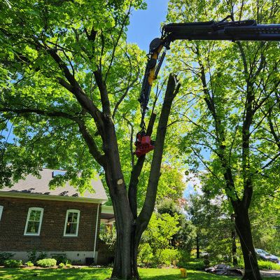 Tree care project image