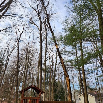 Emergency tree service operation site