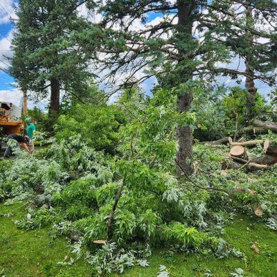 Emergency tree service operation site