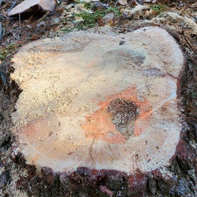 Tree care project image