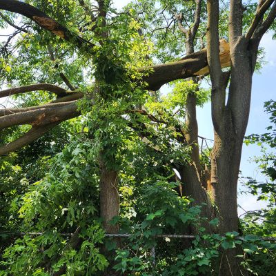 Emergency tree service operation site