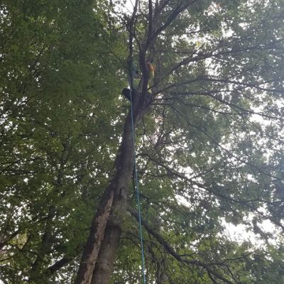 Tree care project image