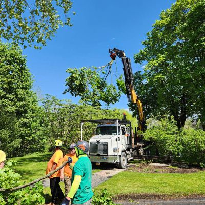 Tree care project image