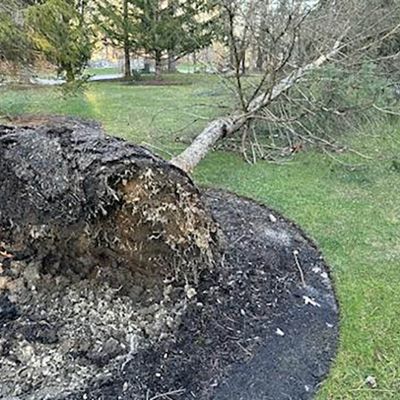 Emergency tree service operation site