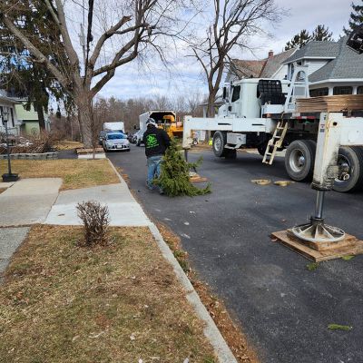 Emergency tree service operation site