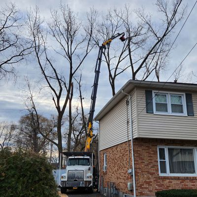 Tree care project image