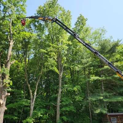 Tree care project image
