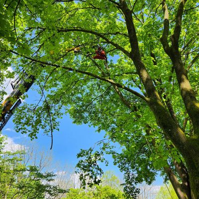 Tree care project image