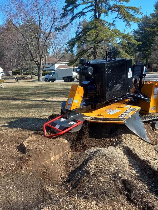 Tree and stump removal
