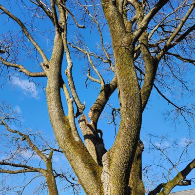 Tree care project image