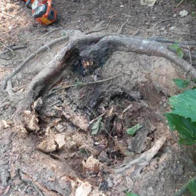 Tree care project image