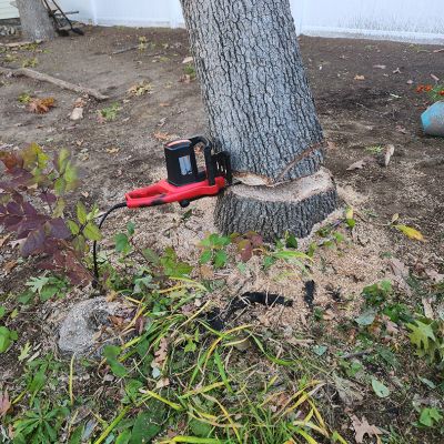 Incorrect tree service practice