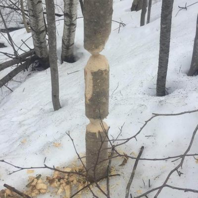 Tree care project image