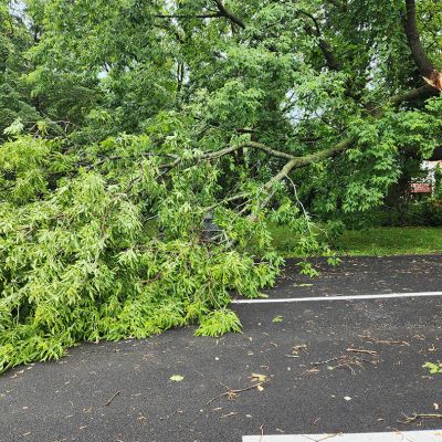 Emergency tree service operation site