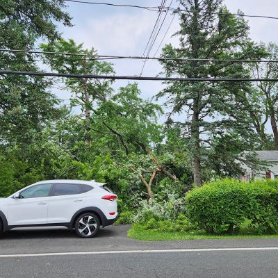 Emergency tree service operation site