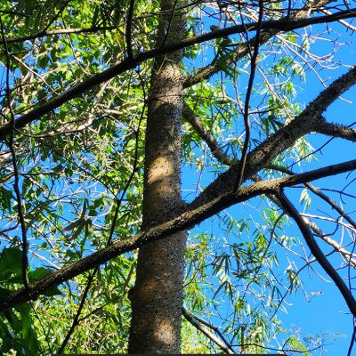 Tree care project image