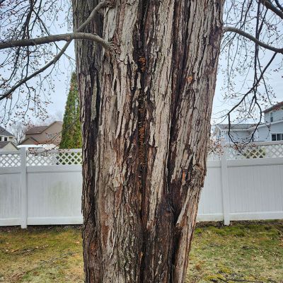 Tree care project image