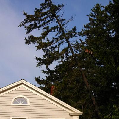 Emergency tree service operation site