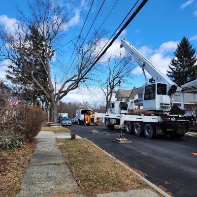 Emergency tree service operation site
