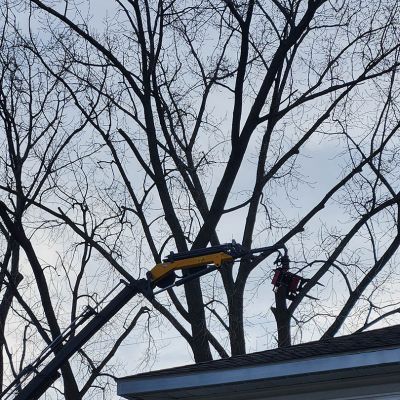 Tree care project image