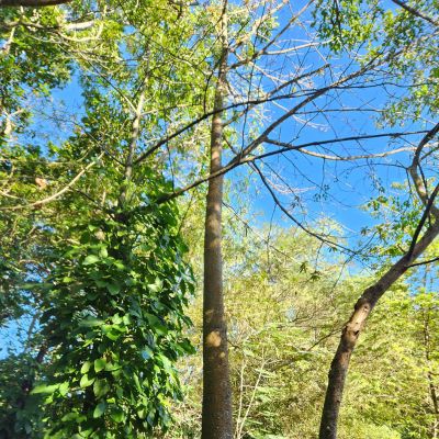 Tree care project image