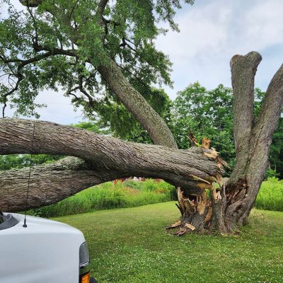 Emergency tree service operation site