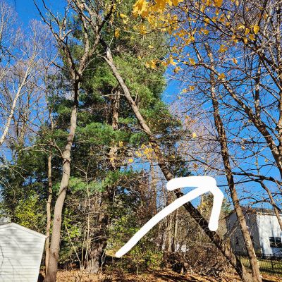 Emergency tree service operation site