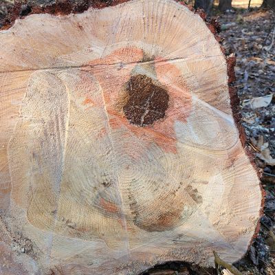 Tree care project image