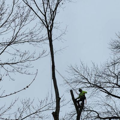 Tree care project image