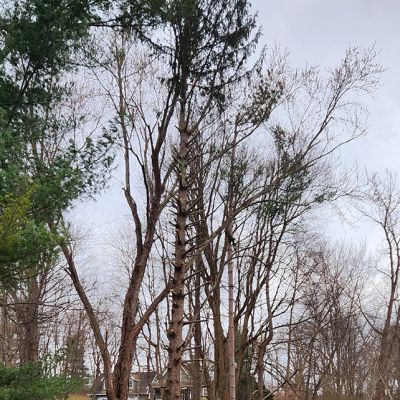 Incorrect tree service practice