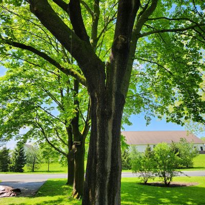 Tree care project image