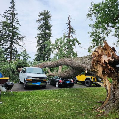 Emergency tree service operation site