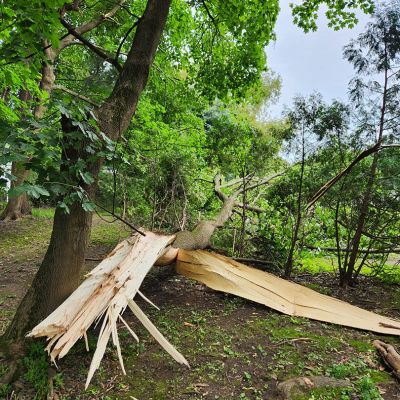 Emergency tree service operation site