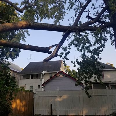 Emergency tree service operation site