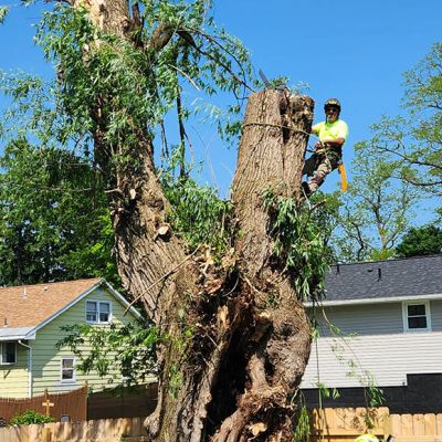 Emergency tree service operation site