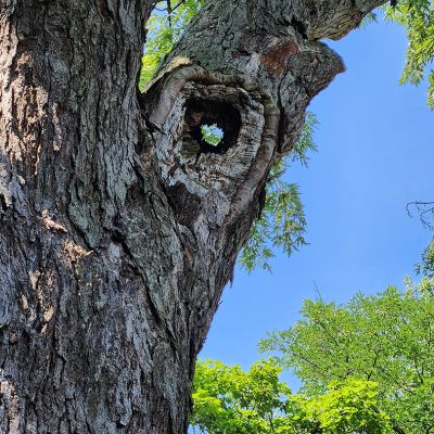 Tree care project image