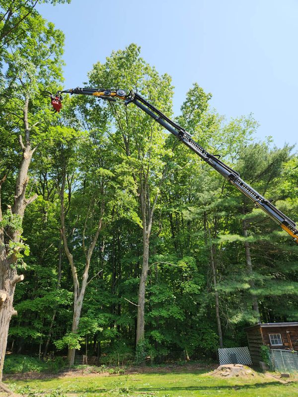 Tree trimming and pruning services