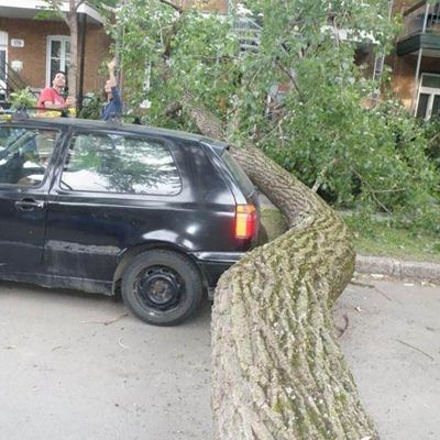 Emergency tree service operation site