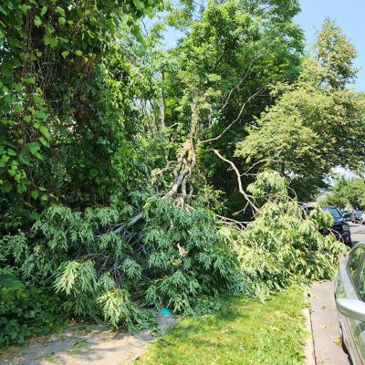 Emergency tree service operation site