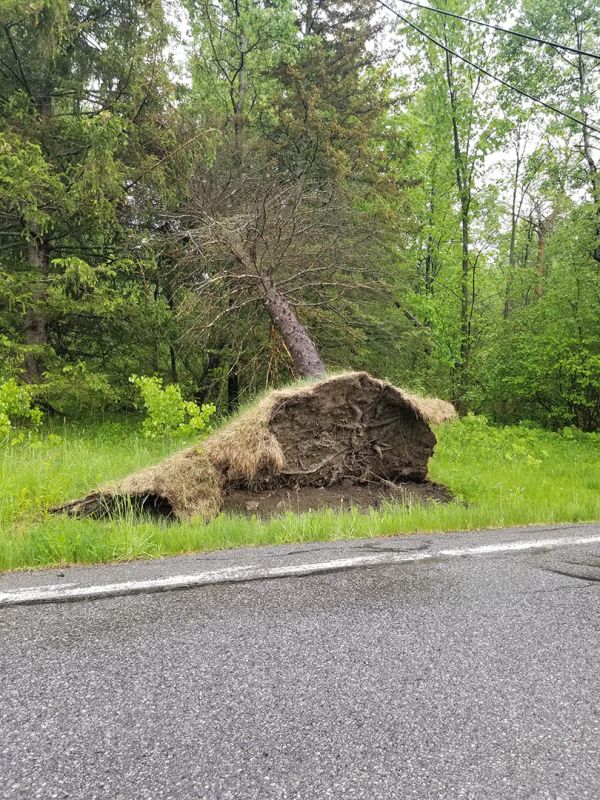 Tree cabling and bracing services