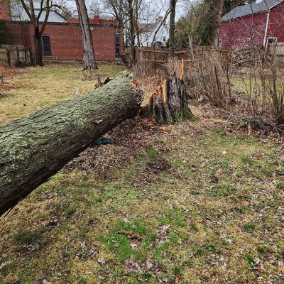 Emergency tree service operation site