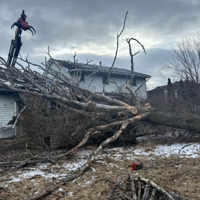 Emergency tree service operation site