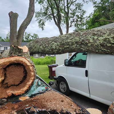 Emergency tree service operation site