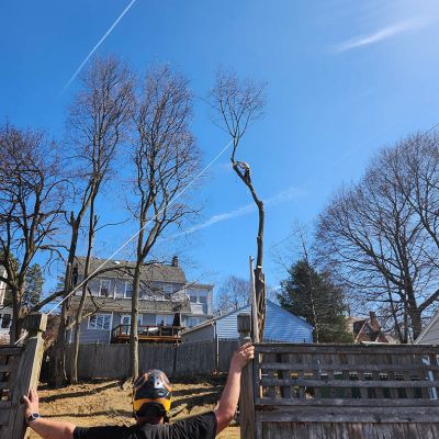 Tree care project image