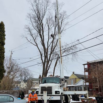 Emergency tree service operation site
