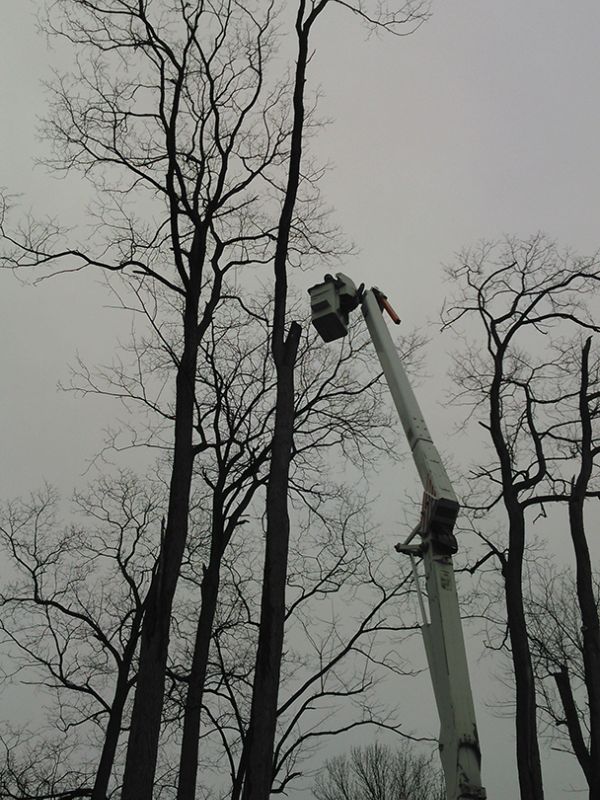 Tree trimming and pruning services