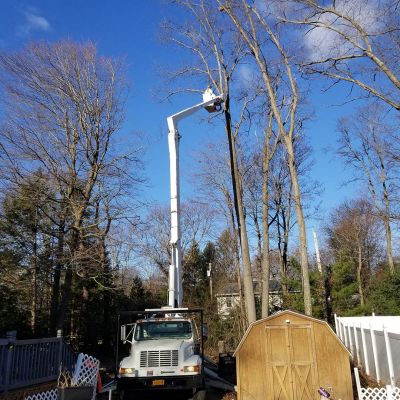 Tree care project image